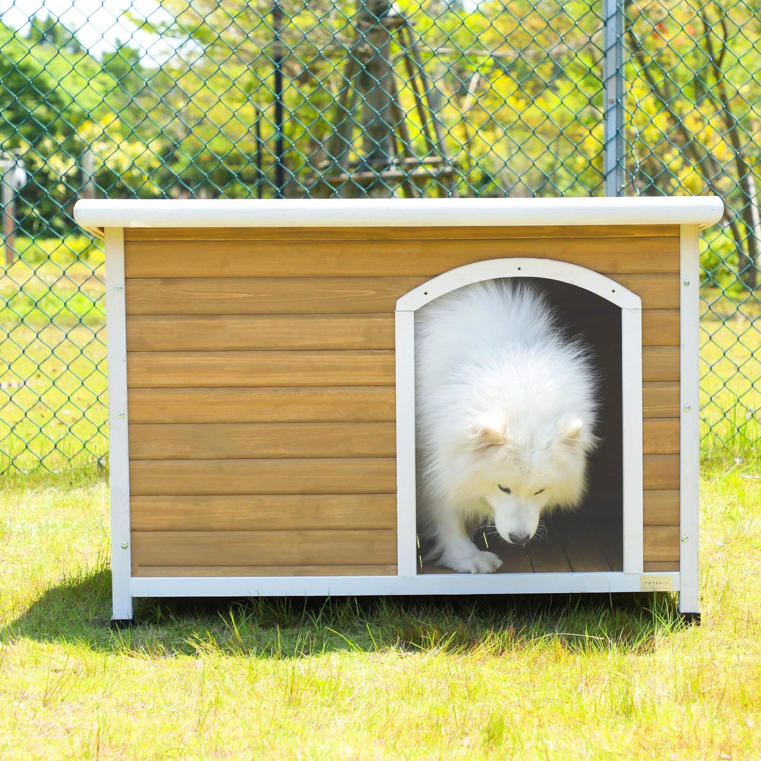 Wooden dog house with a white dog peeking out, set against a chain-link fence and grassy background.