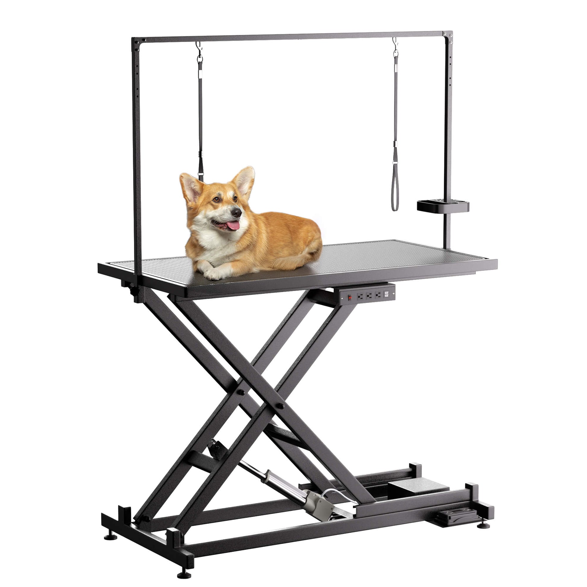 Dog on a lift table with a white background